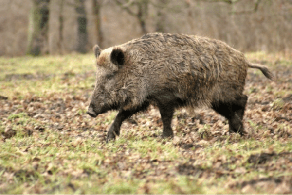 Bois de la Tour de Lay et vestige préhistorique - L'Isle-Adam - 1