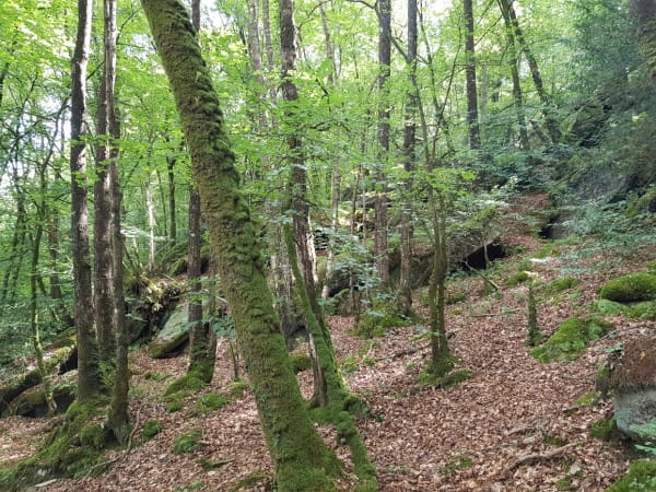 Ontdek het meer van Guerlédan en kampeer ernaast - Saint-Aignan - 1