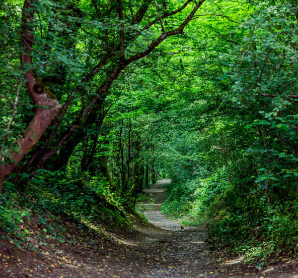 Het bos van Serres en zijn hutten - Dardilly - 1