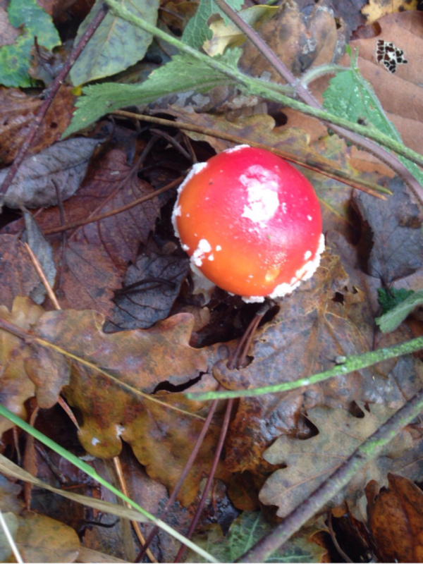 Een korte tocht door het bos van Moulière en zijn rijkdommen - Montamisé - 1