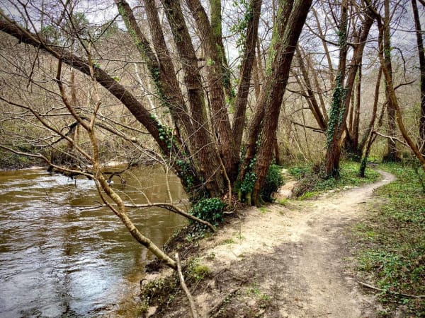 Bain de forêt et moment de détente autour de Caupian - Caupian, Saint-Médard-en-Jalles - 1
