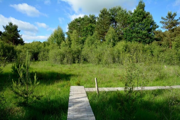 Marais de Cassan et faune surprenante - Saint-Paul-des-Landes - 1