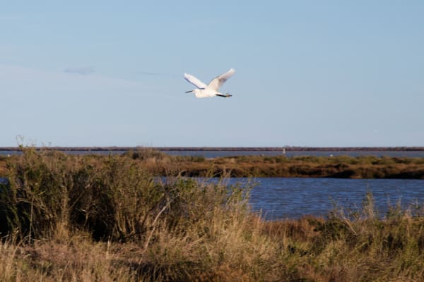 De Mirevalvijver en zijn vogelparadijs - Mireval - 1