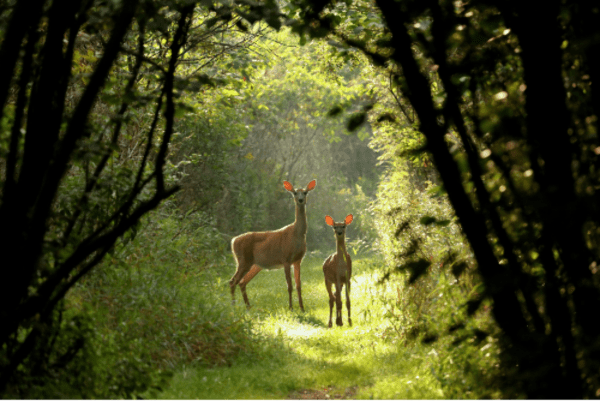 Sentier de la Comté et Terre du Milieu, mon Précieux - Pignols - 1