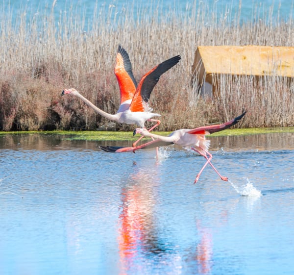 Mauguio en een verrijkende reis naar de rand van de Etang de l'Or - Mauguio - 1