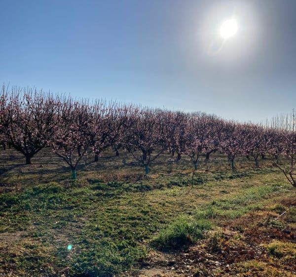 Les Asperges au Monastir Del Camp au Printemps - Passa - 1