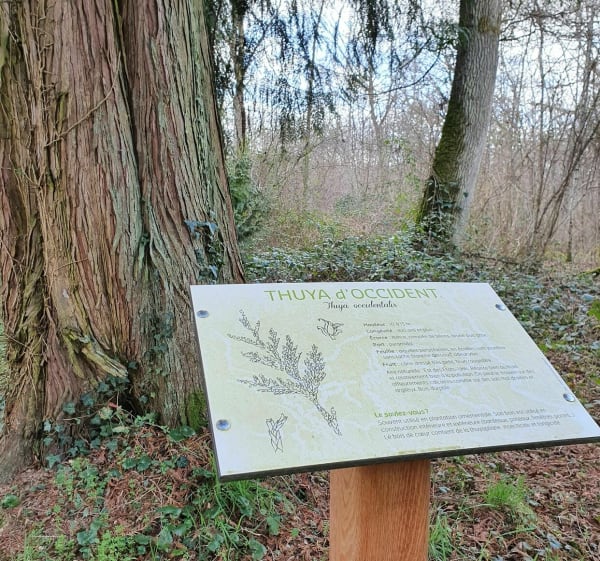La forêt des Crochères - Auxonne - 1