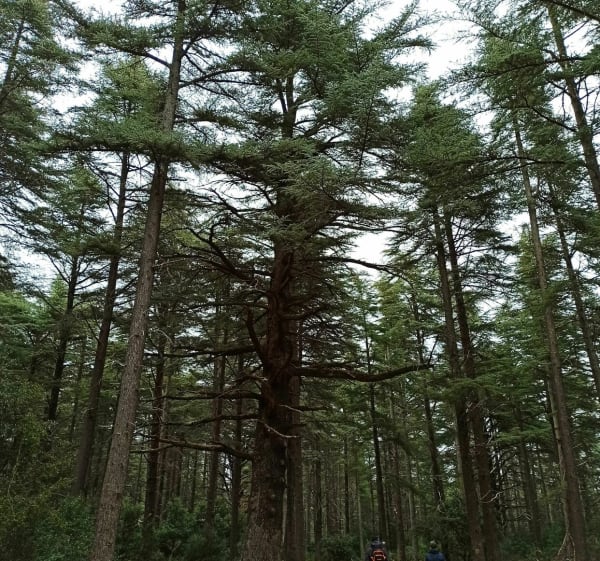 Forêt de Cèdres boucle au départ de Lauris - Lauris - 1