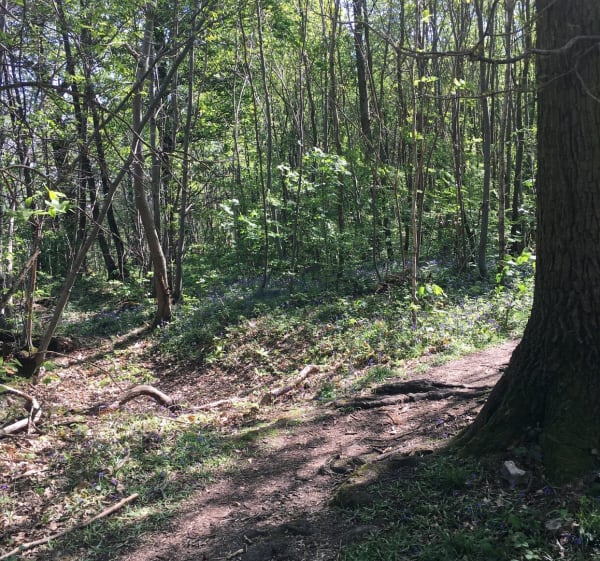 Découverte de la forêt du haut de Clamart - Clamart - 1
