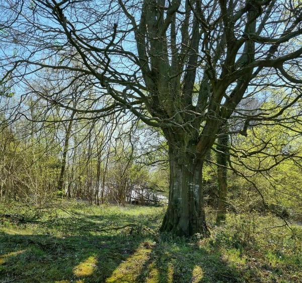 Sentier de la Garenne - Herbinghen - 1