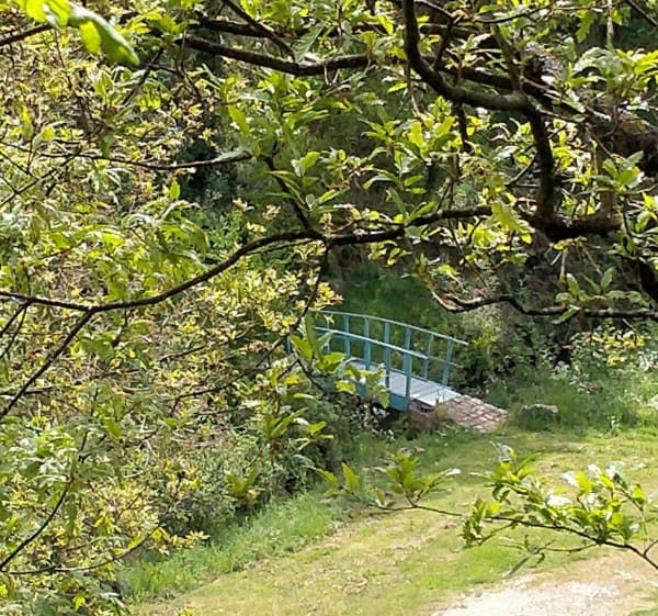 Bord du St Denis, Bois Gelé par Vétillerie - Mauges-sur-Loire - 1