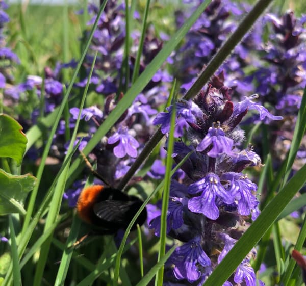 Balade dans les champs du Berry - Rouvres-les-Bois - 1