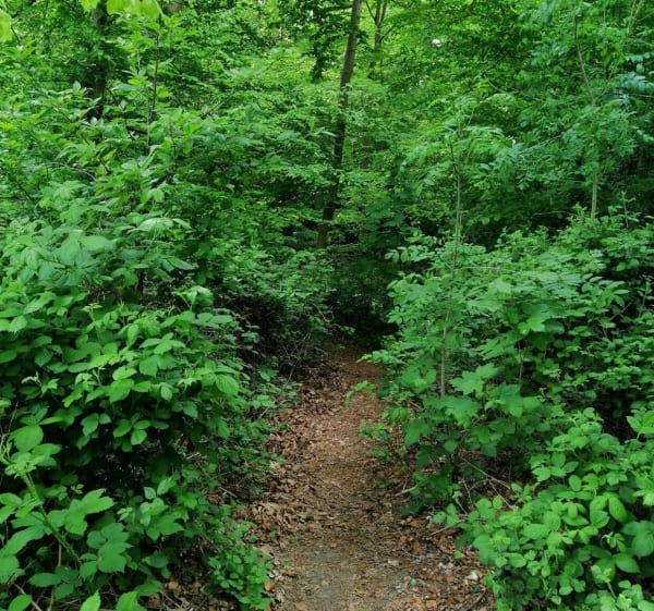 Randonnée dans la forêt de Canteleu - Canteleu - 1