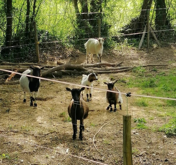 Petit tour au Petit Plessis - Beaulieu-Sous-la-Roche - 1