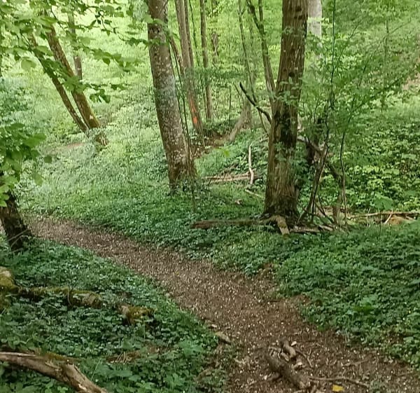 Escapade dans les Bois de Chenières - Mexy - 1