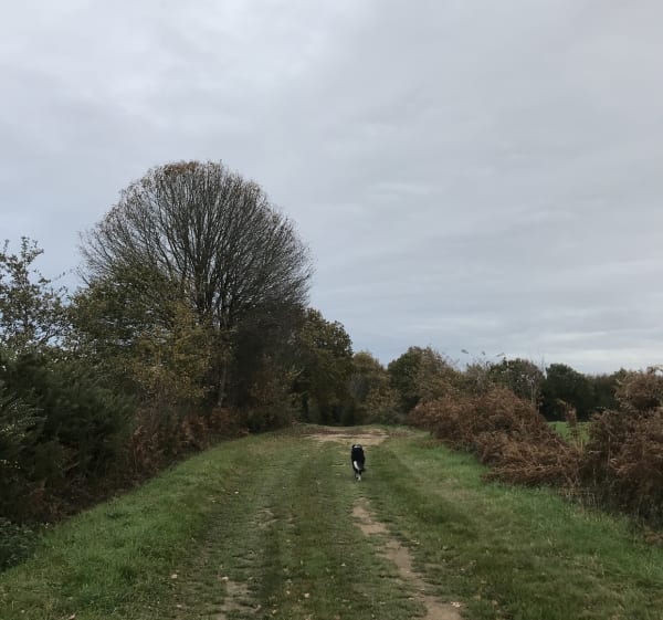 Circuit des menhirs en Pays de Retz - Chauve - 1
