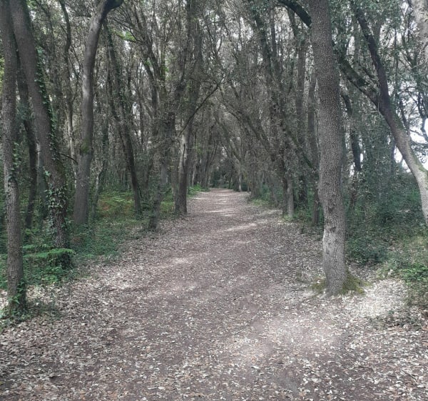 Pointe du Payré-pad - Jard-sur-Mer - 1