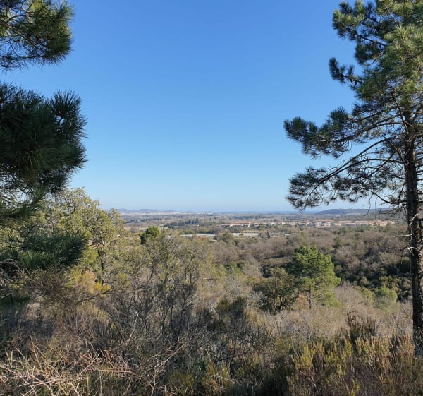 Mimosas à Roquebrune-sur-Argens - Roquebrune-sur-Argens - 1
