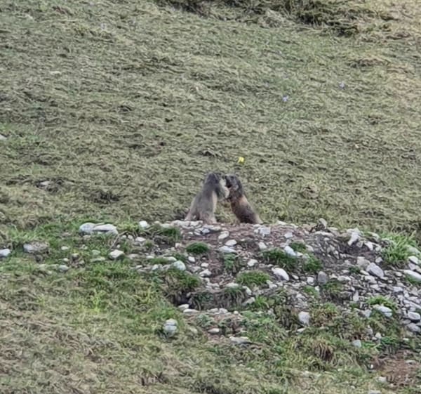 Balade au territoire des marmottes près du mont Charvin - Le Bouchet-Mont-Charvin - 1