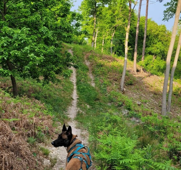 Wandelen in het Londe-Rouvray State Forest - Grand-Couronne - 1