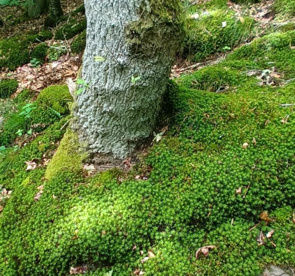 Cueillette d'ail des ours dans le bois de Baron - Verson - 1