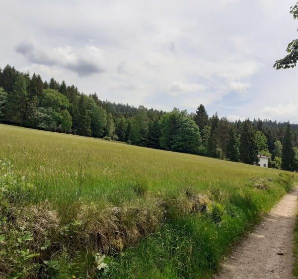 Randonnée forestière dans le Haut de Menaumont - Granges-Aumontzey - 1