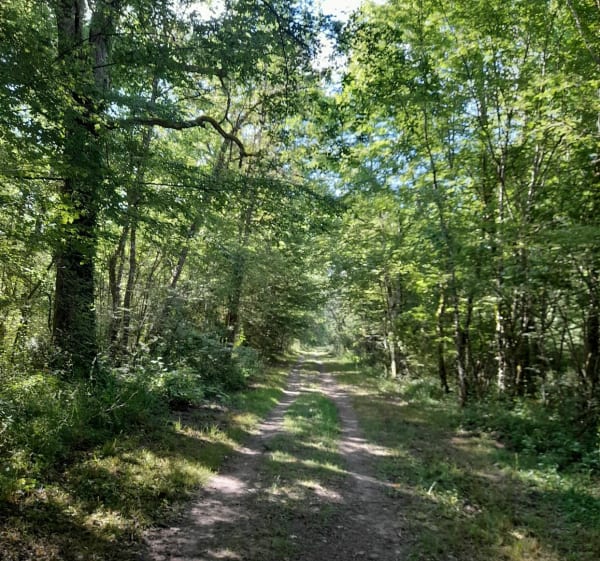 Randonnée Fontaines-en-Sologne avec des enfants en bas âges - Fontaines-en-Sologne - 1