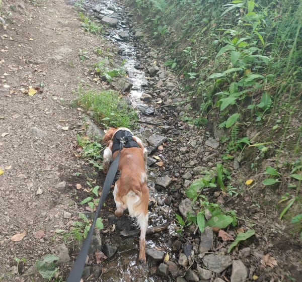 Petite rando avec sam - Souleuvre en Bocage - 1