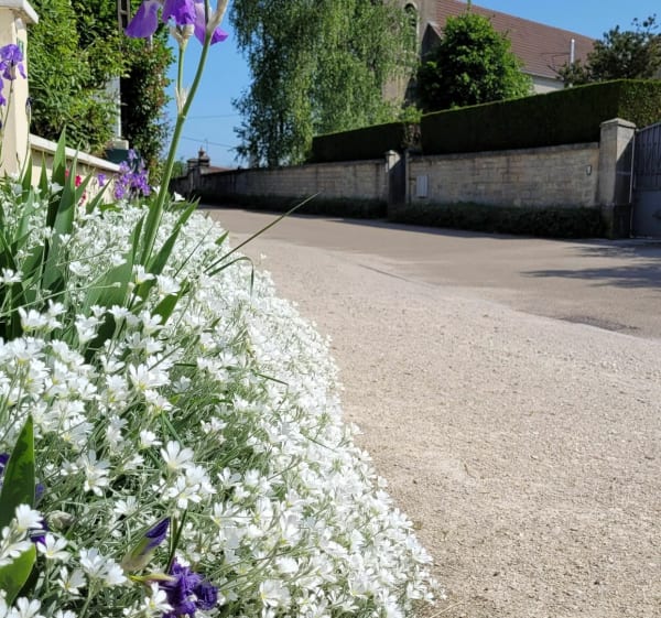 Balade au milieu des champs d'Aubigny en plaine - Edwige - 1