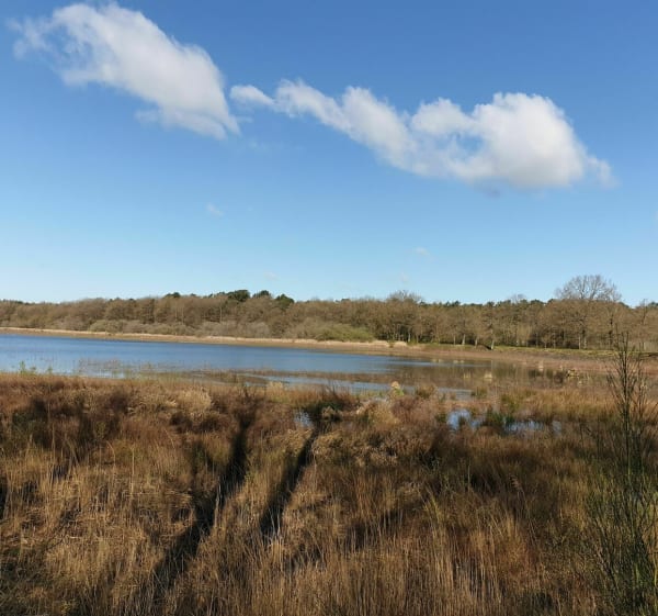 Belle balade à l'étang de Péronne et forêt de Vezins - Péronne - 1