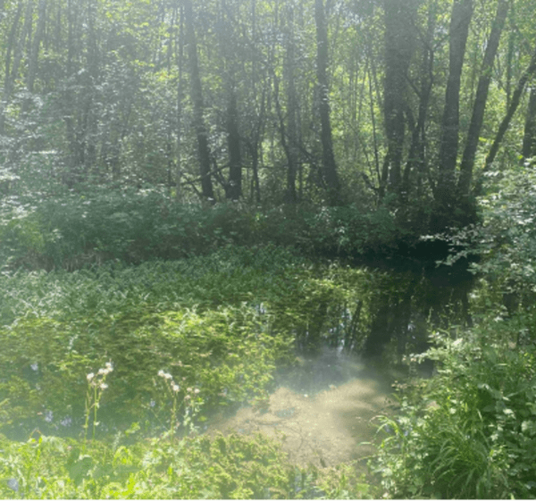 Tour du lac de Divonne et au marais des Bidonnes - Divonne-les-Bains - 1