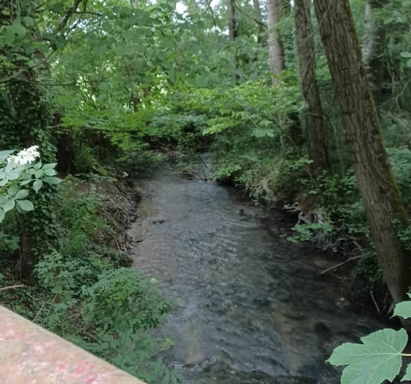Bois de Coulvagny - Aulnay-l'Aître - 1