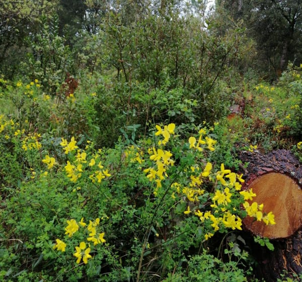 Balade dans la forêt entre Valbonne et Roquefort Les Pins - Valbonne - 1