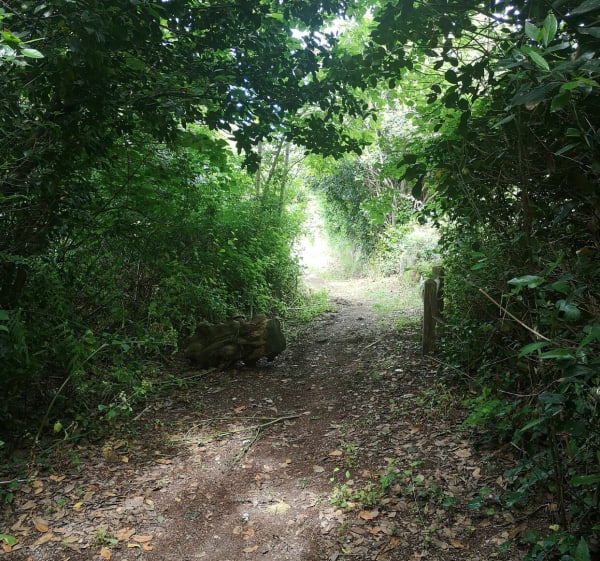 Le petit sente des Marais - L'Île-d'Yeu - 1