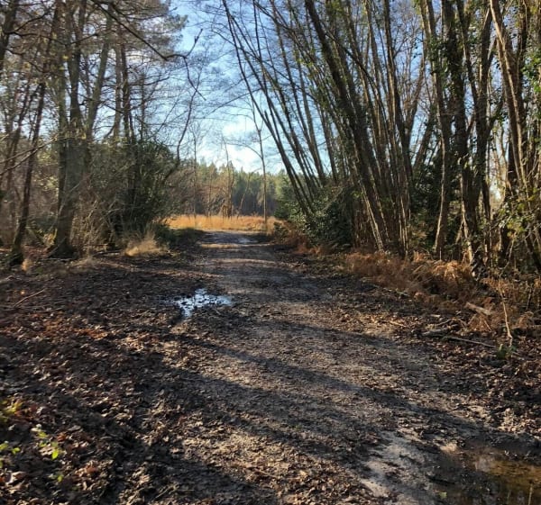 Wandel rond Lacanau de Mios - Lacanau-de-Mios - 1