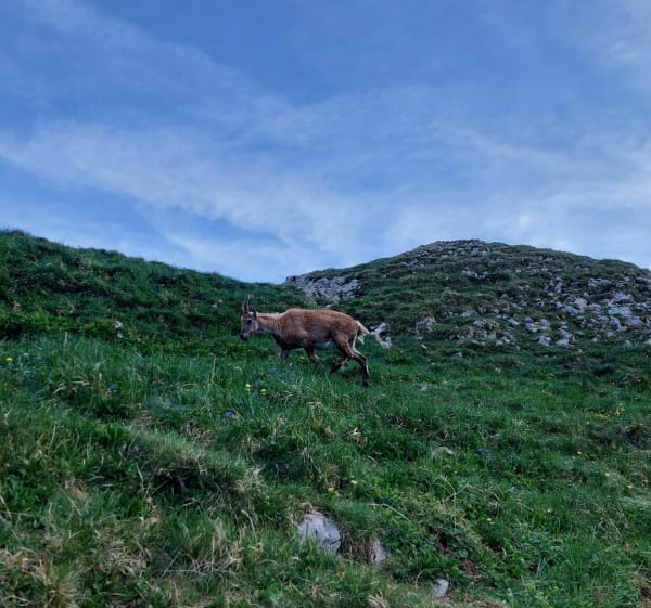 Van de Dent d'Oche tot Darbon - Bernex - 1