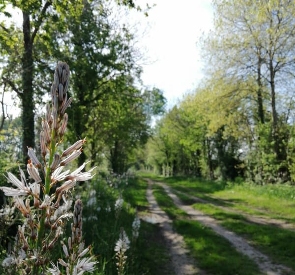 Boucle des deux pins - La Boissière-des-Landes - 1