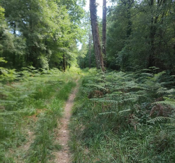 Petite boucle forêt de Courçon - Benon - 1