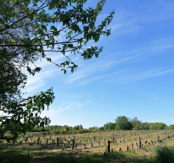 Balade en forêt - Sainte-Flaive-des-Loups - 1