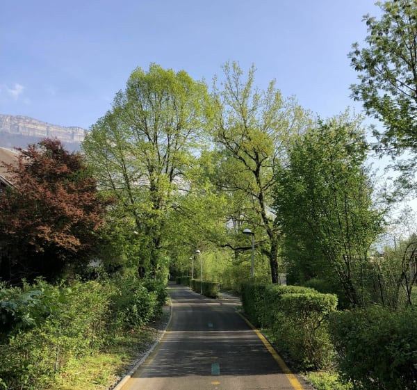 Single meylannais sous les pins - Meylan - 1