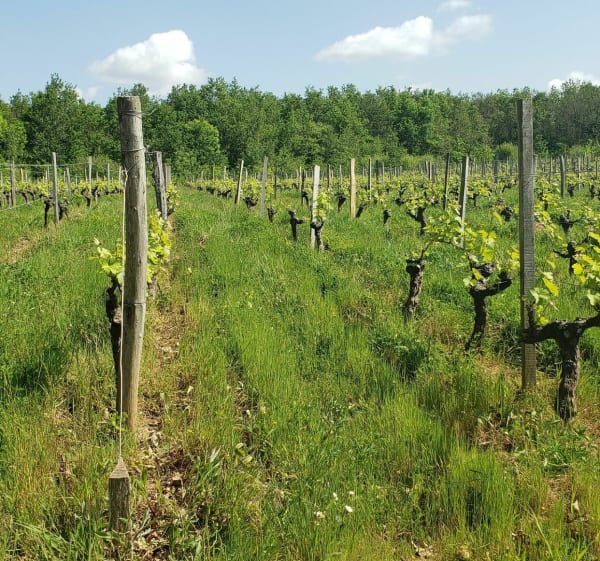 Entre vignes et cours d'eau à Mareuil-sur-Lay - Mareuil-sur-Lay-Dissais - 1