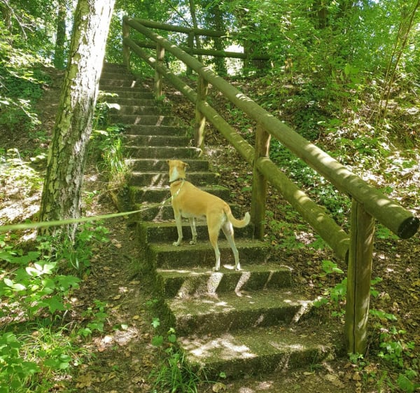 Petite ballade en forêt le long d'un ruisseau - Robertsau - 1