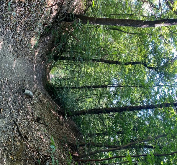 L’etang des écrevisses a l’etang du trou aux gants - Vélizy-Villacoublay - 1