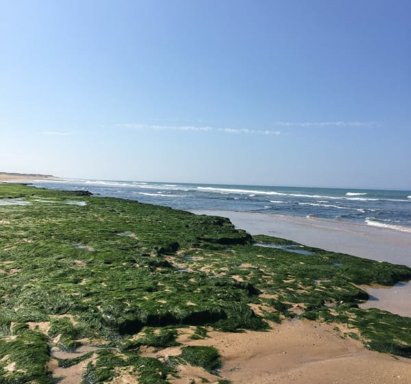 Entre forêt et plage - Les Sables-d'Olonne - 1