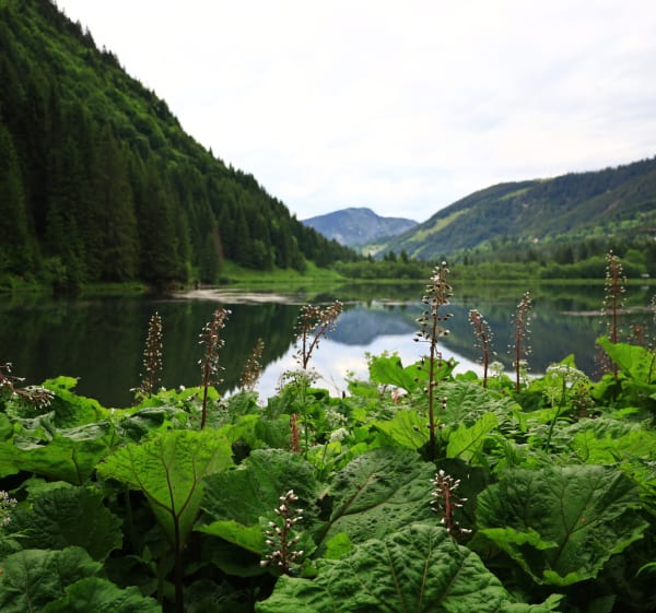 Ronde van het Lac des Plagnes - Les Plagnes - 1