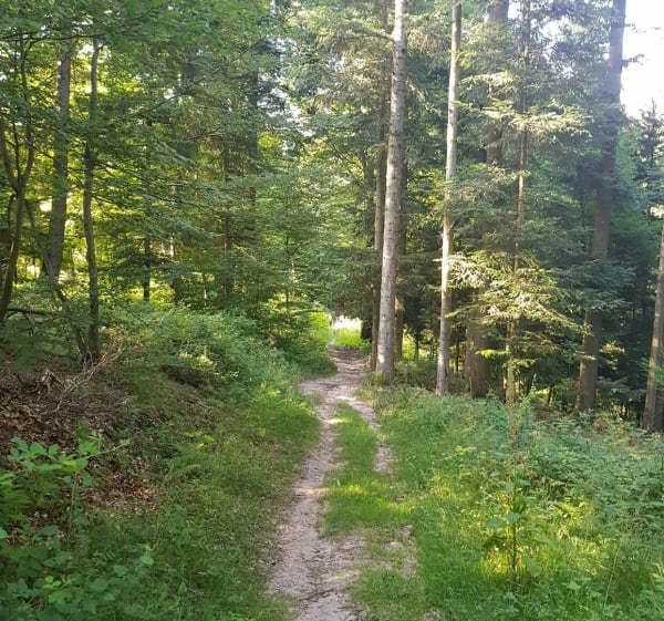 Petite balade autour de Schaeferhof - Dabo - 1
