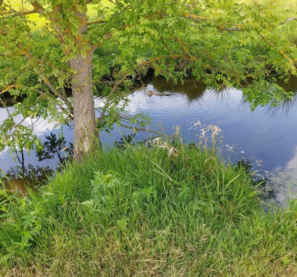 Sentier de l'étang Bernard - saint Etienne de Montluc - 1