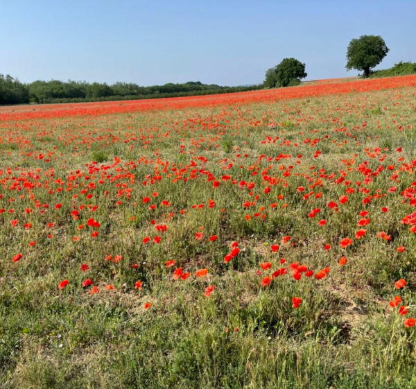 Balade à vélo sur Roussillon par Louze - Roussillon - 1