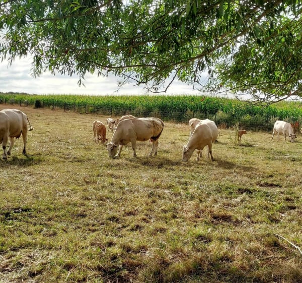 Marche autour de Curgies en passant par Sebourg et Jenlain - Curgies - 1