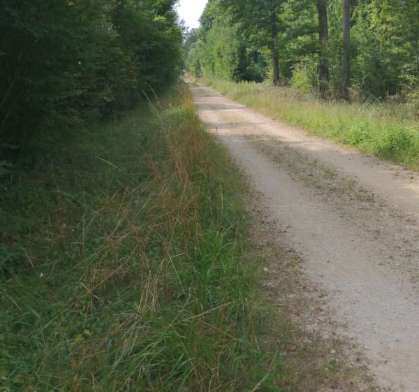 Bois d'Izeure - Izeure - 1
